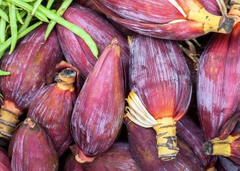 केराको फुल(बुङ्गा) खानुका फाइदा जानिराखौ