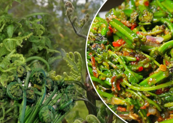 यस कारण खानुहोस निगुरो, जैविक, अत्यन्तै पोषिलो र स्वादिलो